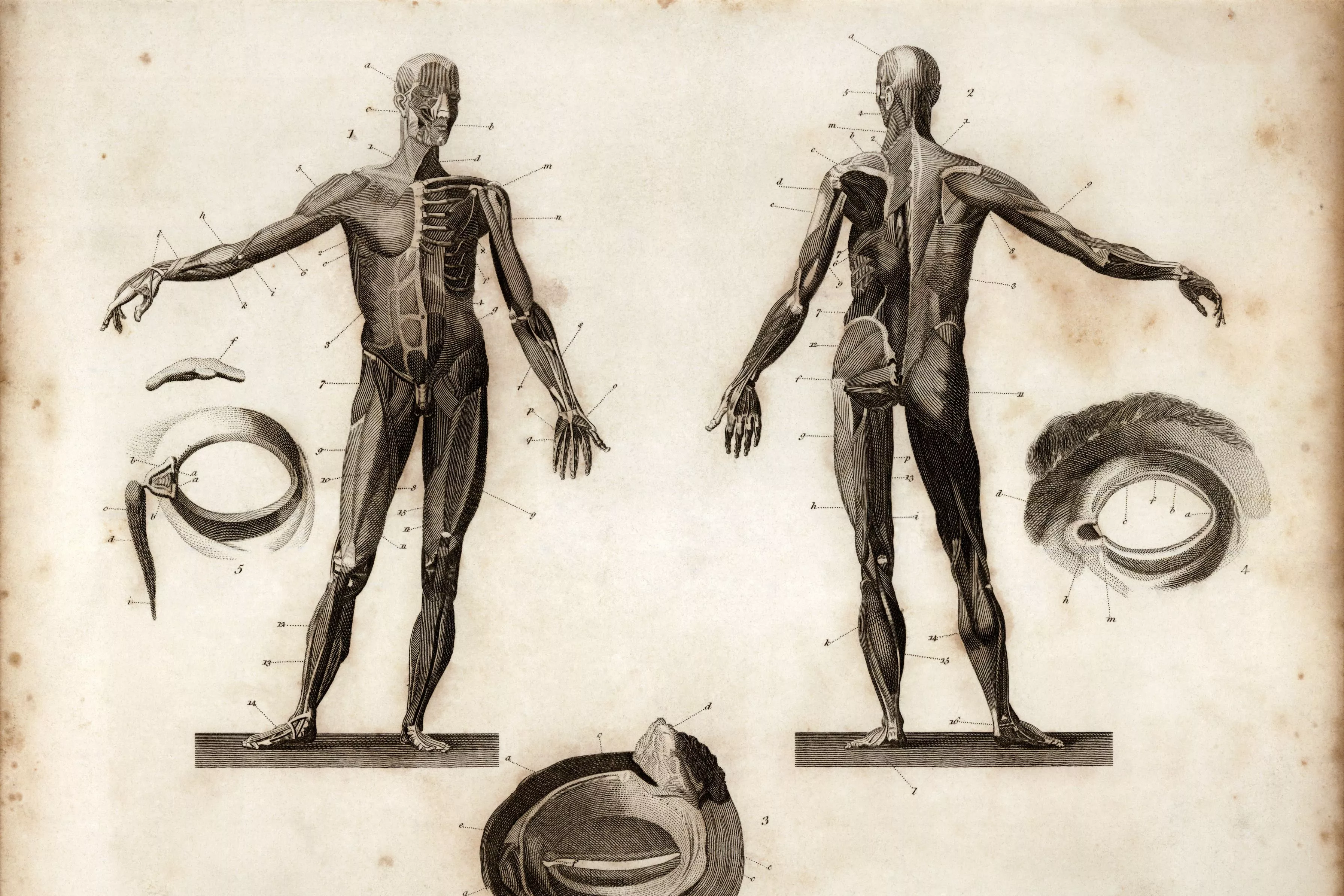 Engraving depicting frontal and posterior anatomy of a human